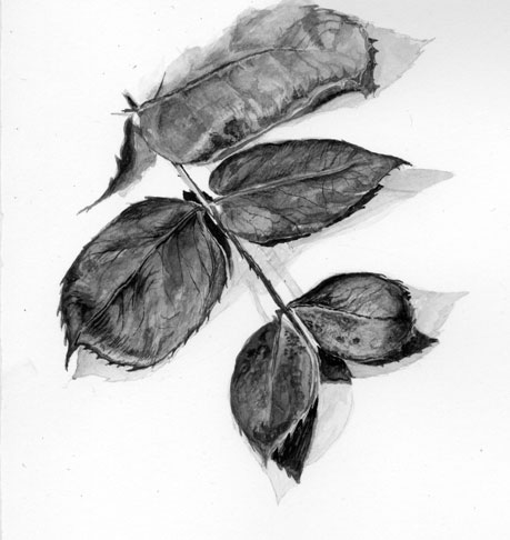 Pen and ink drawing of a rose leaf