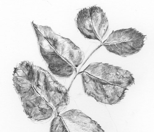 Pencil study of rose leaves