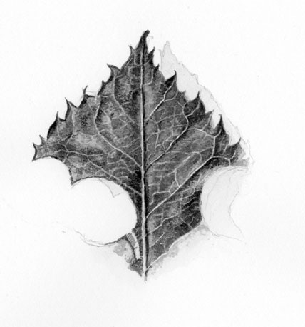 Tip of a rose leaf in brush and ink