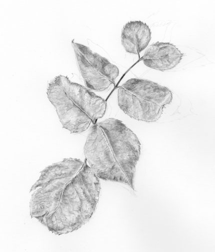 Rose leaves in brush and ink