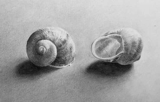 Pencil drawing of two empty snail shells