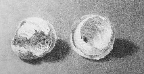 Pencil study of two wasp nests
