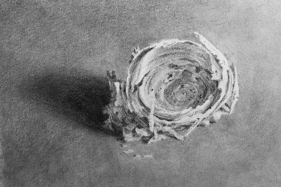 Pencil study of wasp nest showing interior